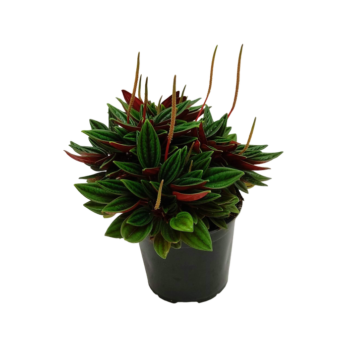 120mm Peperomia Rosso - Peperomia caperata