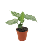 120mm Giant Taro - Alocasia macrorrhizos