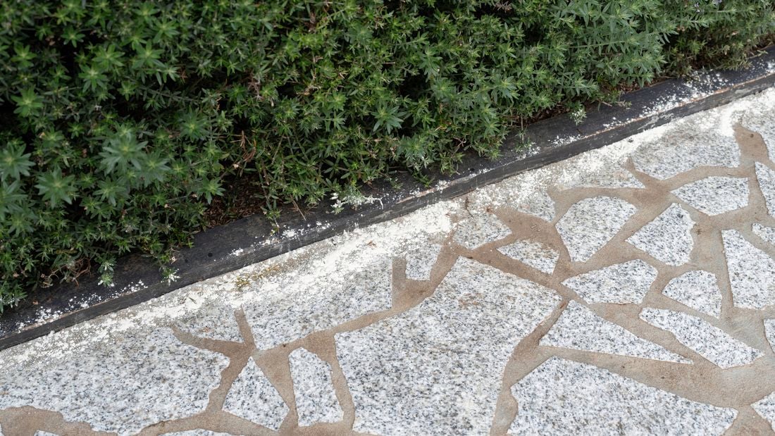Pest dust is applied along the edge of the garden bed and pavement.