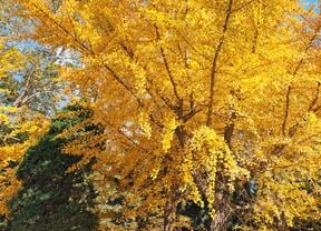  A large yellow coloured ginkgo deciduous tree is one of the trees and shrubs to consider