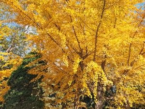  A large yellow coloured ginkgo deciduous tree is one of the trees and shrubs to consider