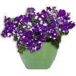 140mm Petunia Night Sky - Petunia x hybrida