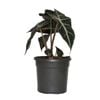 130mm Elephant Ears - Alocasia burgundy