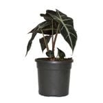 130mm Elephant Ears - Alocasia burgundy
