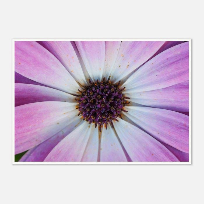 Galrie Vibrant Violet Pollen Fine Art Prints for Home Decor, Poster Only, 70 x 100cm (28 x 40inch)
