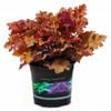 1.5L Heuchera - Heuchera marmalade