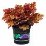 1.5L Heuchera - Heuchera marmalade
