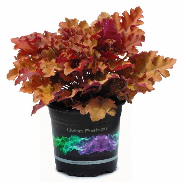 1.5L Heuchera - Heuchera marmalade