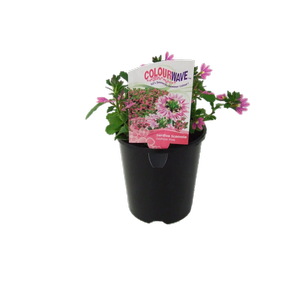 1.5L Colourwave Surdiva Scaevola Fashion Pink - Scaevola aemula