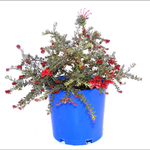 250mm Grevillea Winter Delight