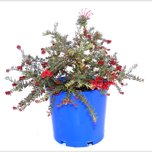250mm Grevillea Winter Delight