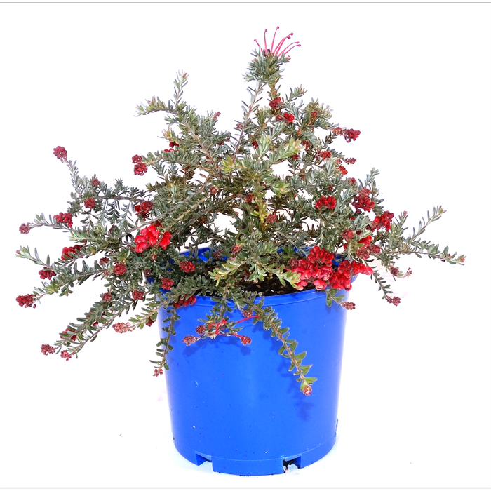 250mm Grevillea Winter Delight