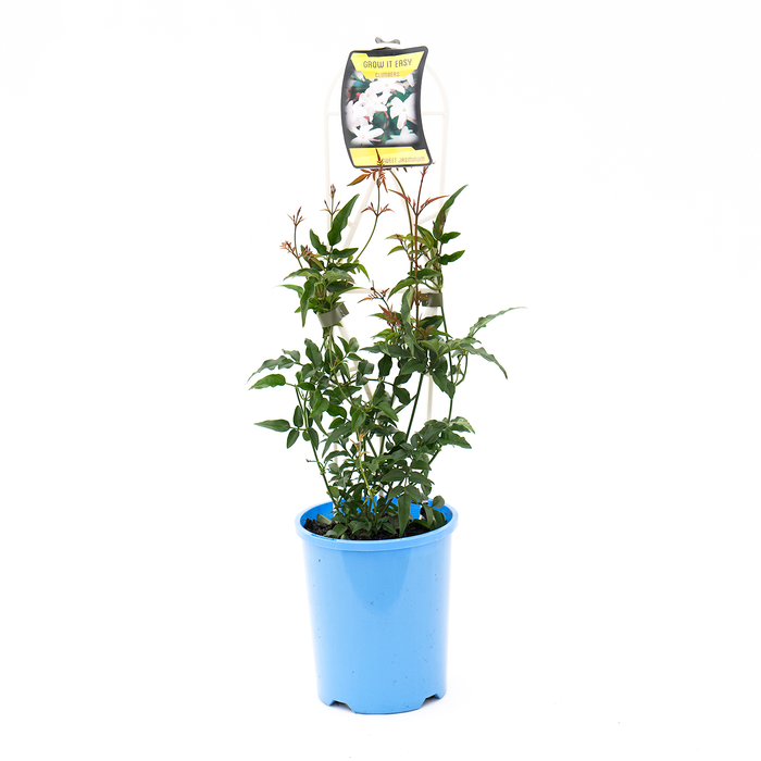 140mm Sweet or Winter Jasmine - Jasminum polyanthum