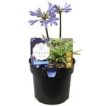 140mm Agapanthus Golden Pixie - Agapanthus praecox ssp. orientalis 'Baby Pete Variegated'