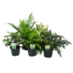 100mm Assorted Table Top Plant Pots