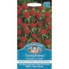 Mr Fothergill's Gomphrena Strawberry Fields Seeds