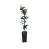 4L Grapefruit Rio Red Grafted - Citrus paradisi