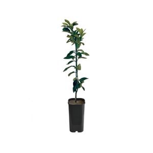 4L Grapefruit Rio Red Grafted - Citrus paradisi