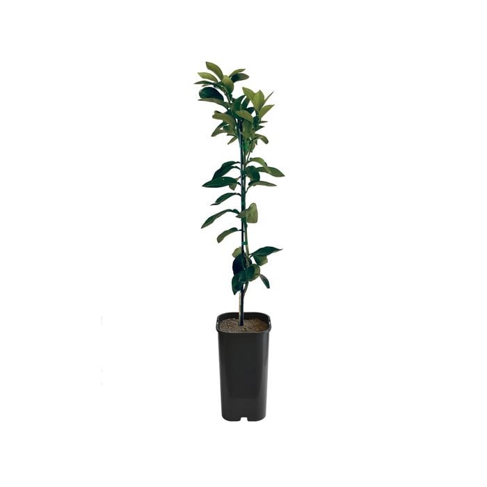 4L Grapefruit Rio Red Grafted - Citrus paradisi