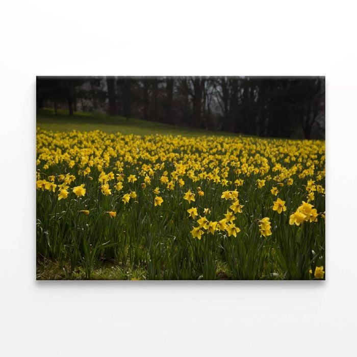 Flowers in a Meadow during spring  Print 100% Australian Made 120 x 90cm  (Stretched)