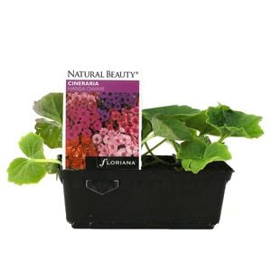Cineraria Hansa Dwarf Punnet - Senecio cruentus