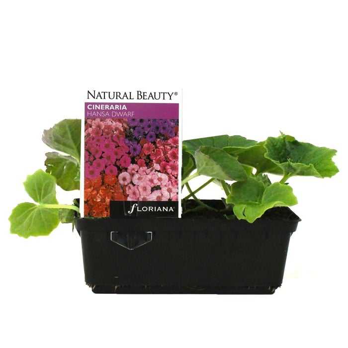 Cineraria Hansa Dwarf Punnet - Senecio cruentus