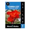 Bloomin' Bulbs Canna Lily Tropical Ruby - 1 Pack