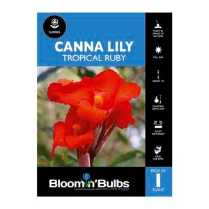 Bloomin' Bulbs Canna Lily Tropical Ruby - 1 Pack