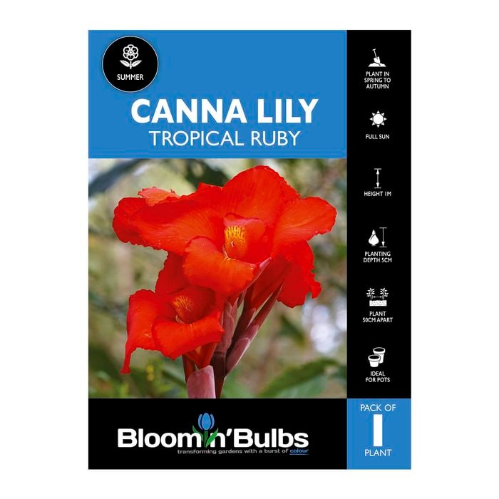 Bloomin' Bulbs Canna Lily Tropical Ruby - 1 Pack