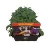 Mega Punnet - Pansy Jumbo Mix - Viola x wittrockiana
