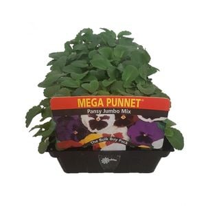 Mega Punnet - Pansy Jumbo Mix - Viola x wittrockiana