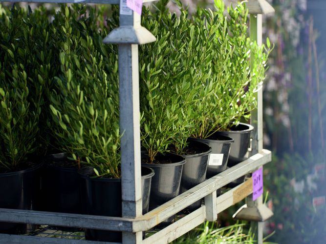 Trade Service - Commercial Greenlife - Image Gallery - 8