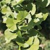250mm Ginkgo Biloba Maiden Hair Tree