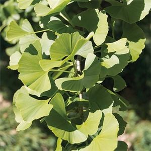 250mm Ginkgo Biloba Maiden Hair Tree