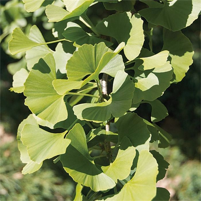 250mm Ginkgo Biloba Maiden Hair Tree