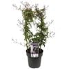 200mm Flowering Pink Jasmine - Jasminum polyanthemum