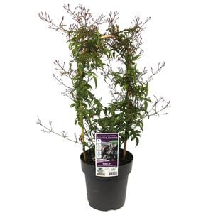 200mm Flowering Pink Jasmine - Jasminum polyanthemum