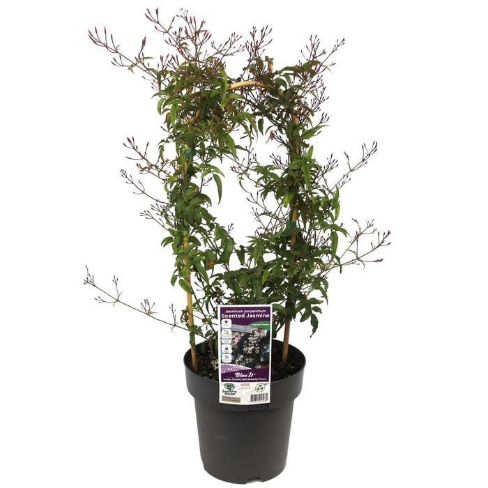 200mm Flowering Pink Jasmine - Jasminum polyanthemum
