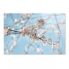 Close-Up Blossom Branch  Print 100% Australian Made 90 x 60cm  (Acrylic)