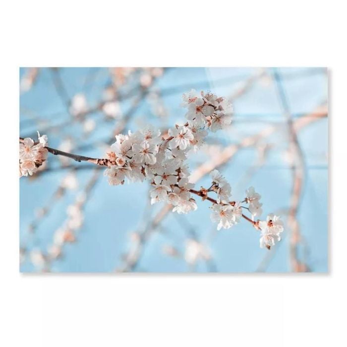 Close-Up Blossom Branch  Print 100% Australian Made 90 x 60cm  (Acrylic)
