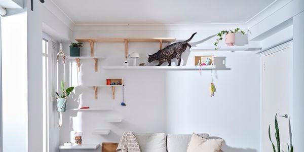 Landscape image of cat crawling on second and fourth shelf