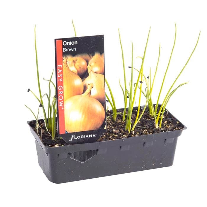 Onion Brown Punnet - Allium cepa