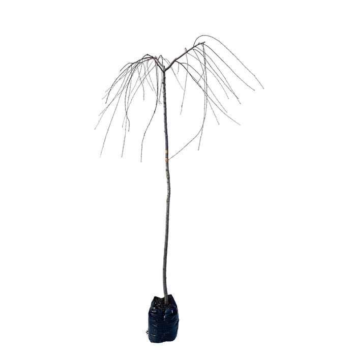 1.8m Weeping Flowering Cherry - Prunus subhirtella Pendula Rosea