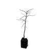 15L Weeping Maple - Acer P. Dis. Crimson Queen