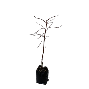 15L Weeping Maple - Acer P. Dis. Crimson Queen
