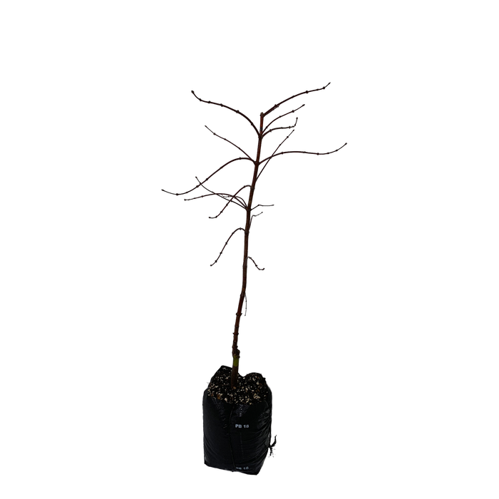 15L Weeping Maple - Acer P. Dis. Crimson Queen