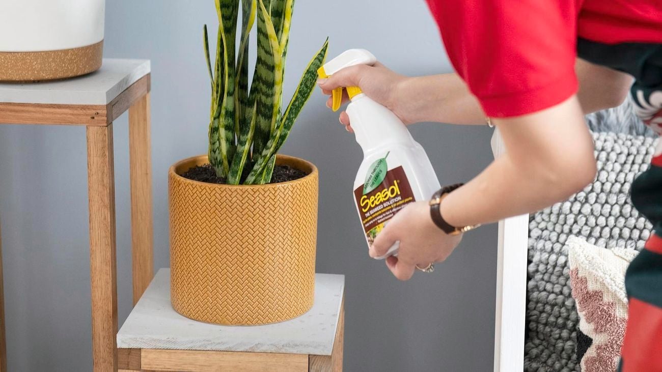 A bottle of Seasol is being sprayed onto a Sansevieria plant in a terracotta pot.