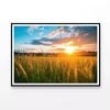 Grassland Scenery on Sunset   Print 100% Australian Made 120x90cm  (Poster)