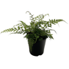 140mm Japanese Plum Fern - Athyrium