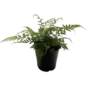 140mm Japanese Plum Fern - Athyrium